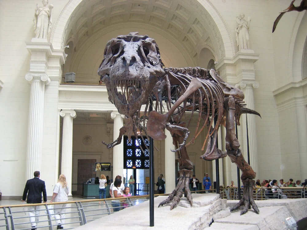 Shot of Sue the T-Rex skeleton from the Field Museum in Chicago
